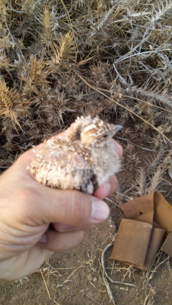 Abo__homam's tweet photo. فرخ قطاة :
ياشباب ساهموا معنا بترك قنص القطا الذي استوطن بالسعودية لتتكاثر .

#رتويت
* صورة منقولة https://t.co/4bkV4zakC2