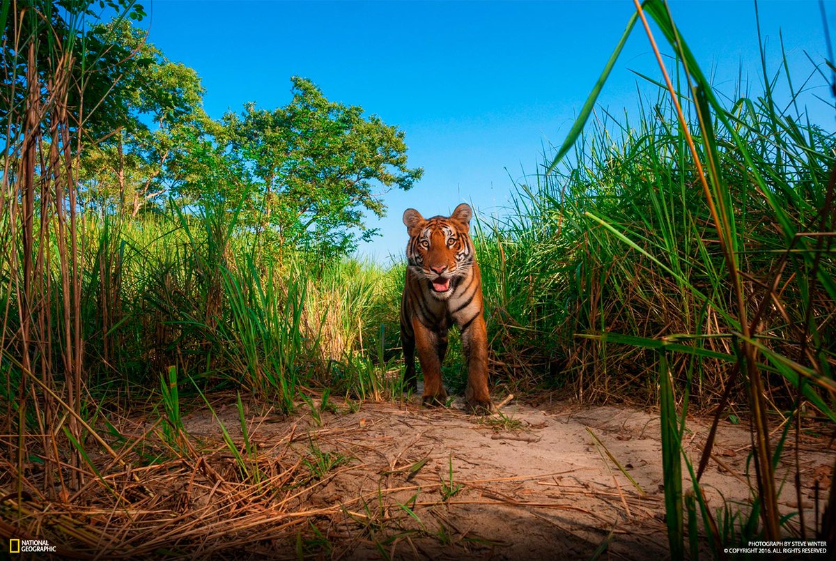 Baloo, shere khan, & kaa. meet the reallife versions of animals in