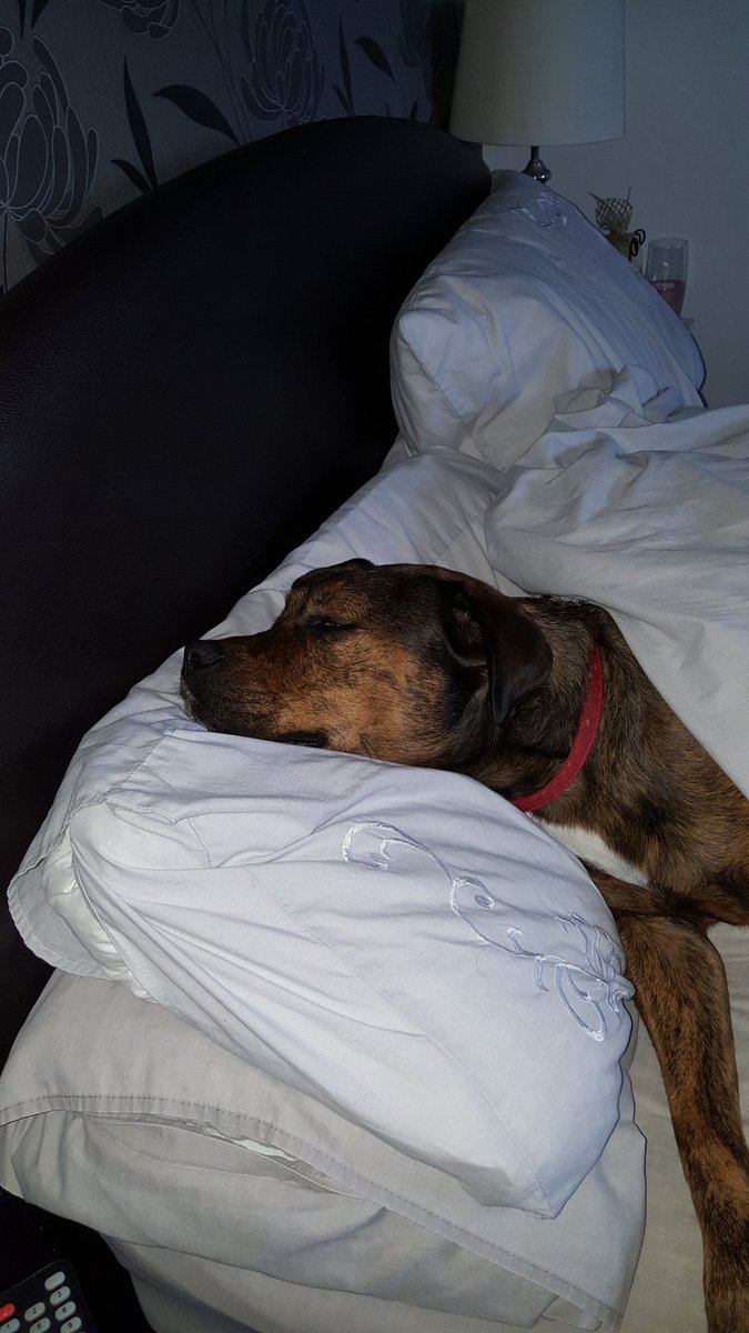 JacksonJeminyj's tweet photo. @BDCH thank you for this lazy bed loving cuddle monster. #itsadogslife #staffy #dogsoftwitter https://t.co/72UdpnBaUA