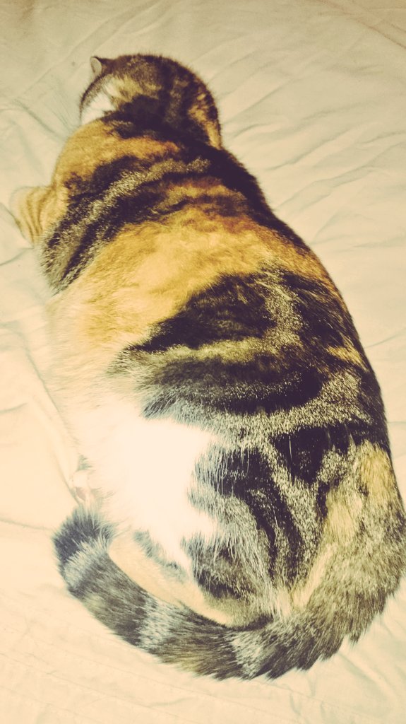 TheotherClareG's tweet image. 😺 #Tilbert