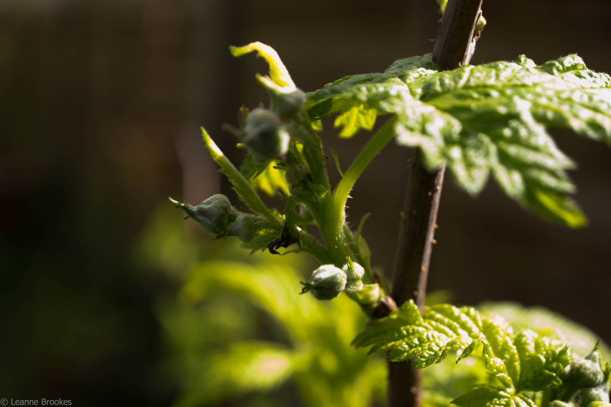 PhotoLeaB16's tweet image. #RaspberryCanes in my garden... Looking forward to the raspberries to appear! #Lightroom #NaturePhotography