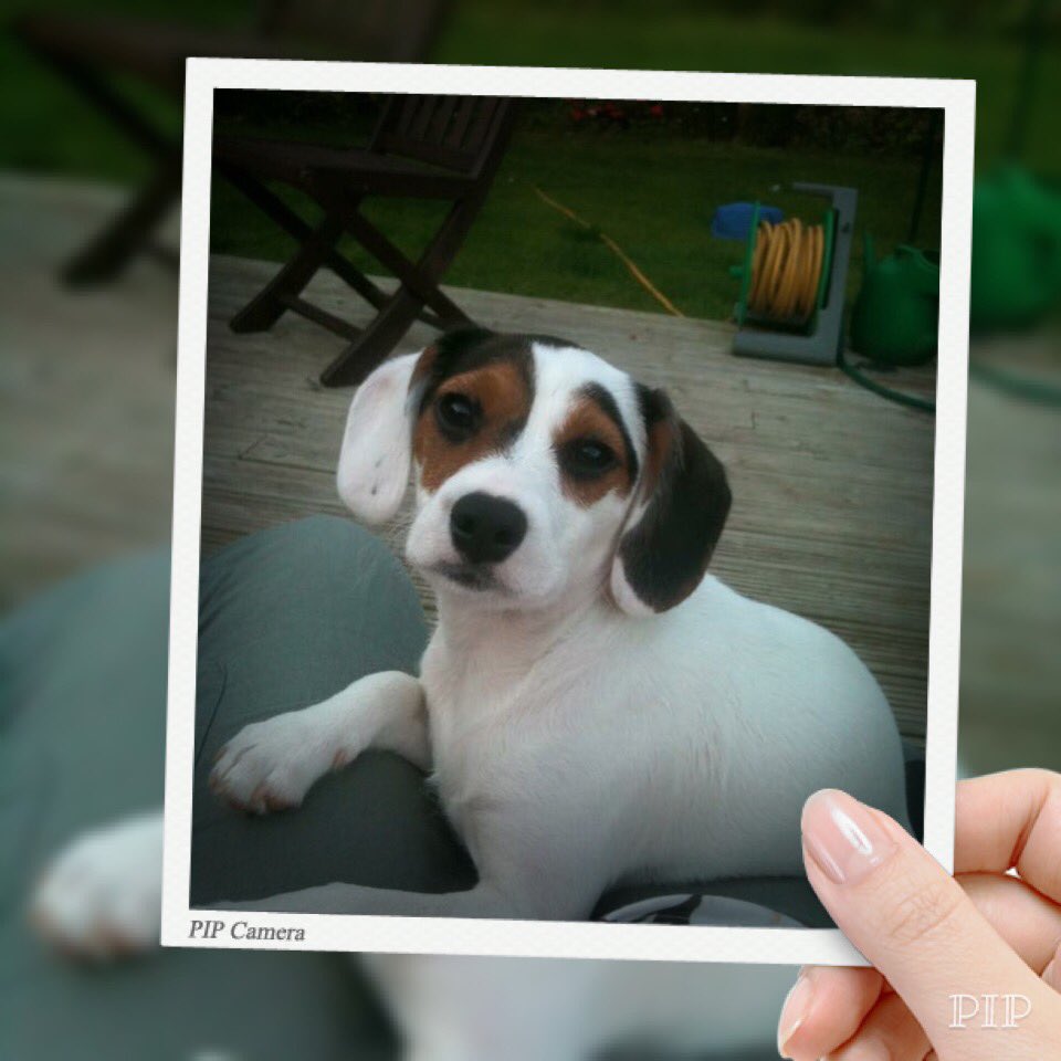 Please RT #HelpFindChester #MISSING #StrattonWoods #Swindon @FindOurChester Have you seen him? <a href="/CirencesterLife/">Cirencester Life</a>