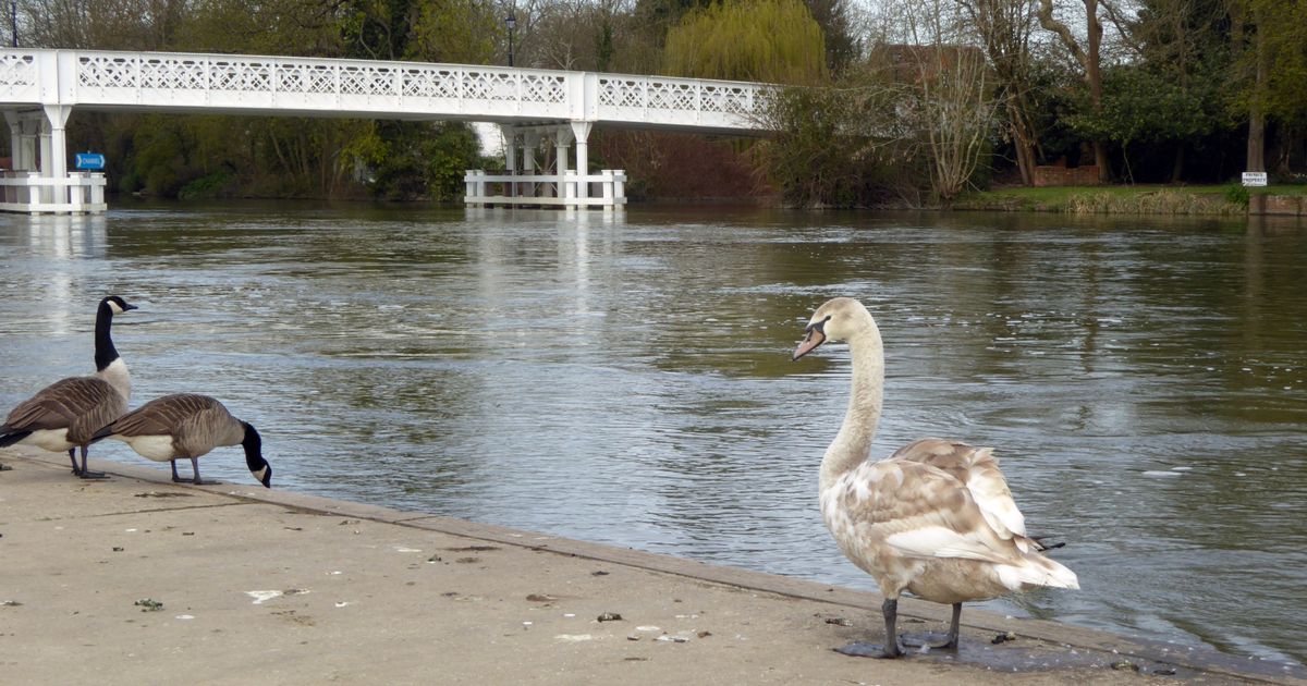 DailyBERKSHIRE's tweet photo. 13 things you probably didn't know about the River Thames https://t.co/YXn7mQgDUt #Berkshire https://t.co/0GEU9EznWh