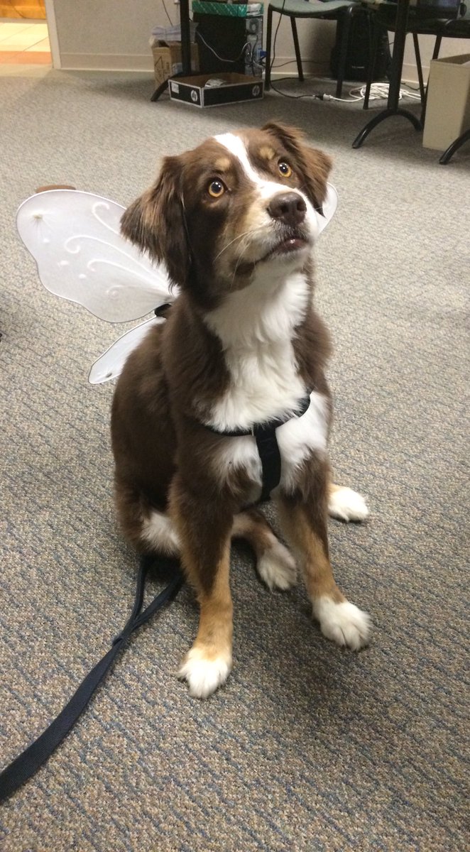 MurrayHalf's tweet photo. Roxy is ready for race day, are you? #MurrayHalf https://t.co/8Ij1MZRVzz
