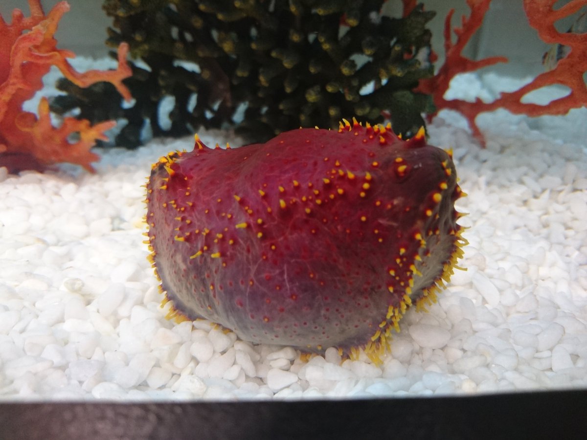 シネマカリテ 公式 در توییتر 当館の水槽が4 29 金 公開 ノーマ 世界を変える料理 仕様に 世界のベスト レストラン50 第１位に４度輝く名レストランにちなみ シーアップル ナマコ マンジュウイシモチ 魚 と 蟻の巣を配置 どうして蟻 その答えは劇中で