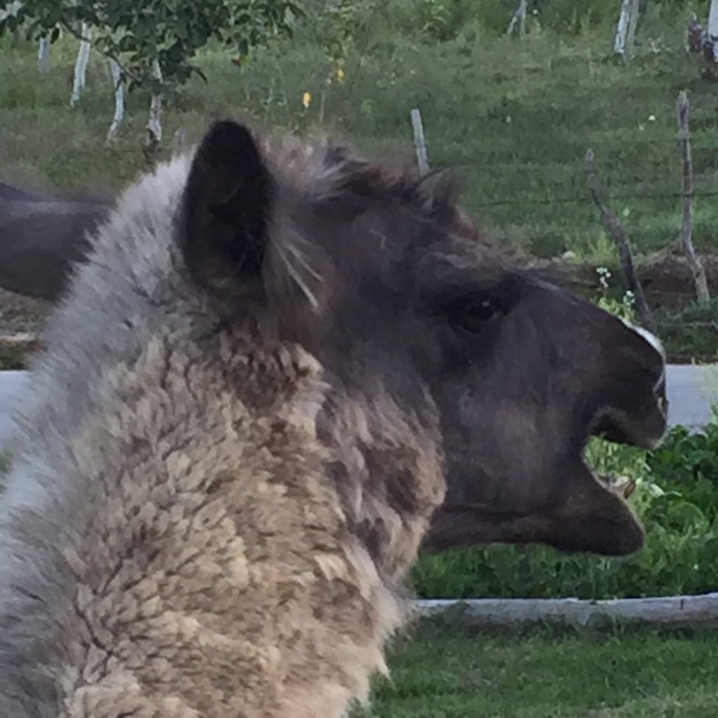 #BuyArgentina2016  LLAMA.......