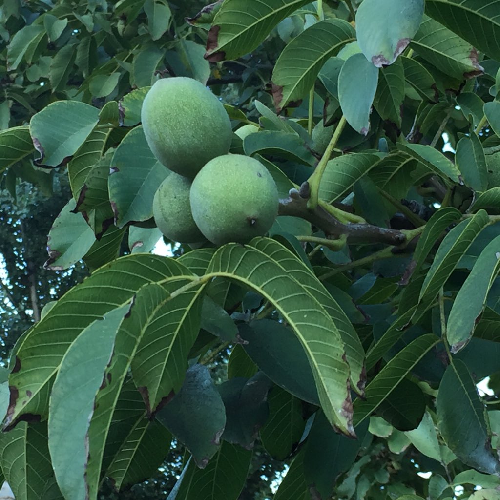 #BuyArgentina2016  NUECES........