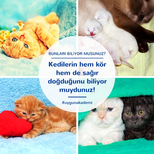 Kedilerin zamanlarının %30 ile 50 arasını kendilerini temizlemek için harcadığını biliyor muydunuz! :) #uygunakademi