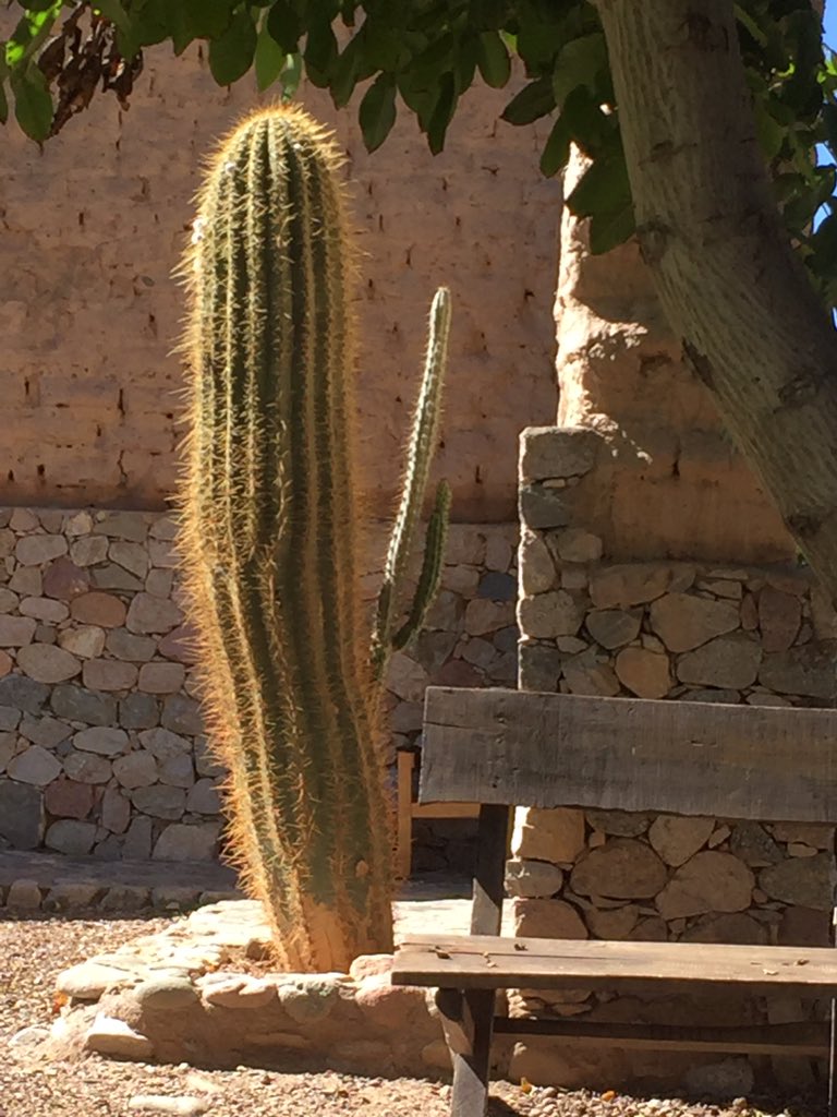 #BuyArgentina2016     CACTUS......