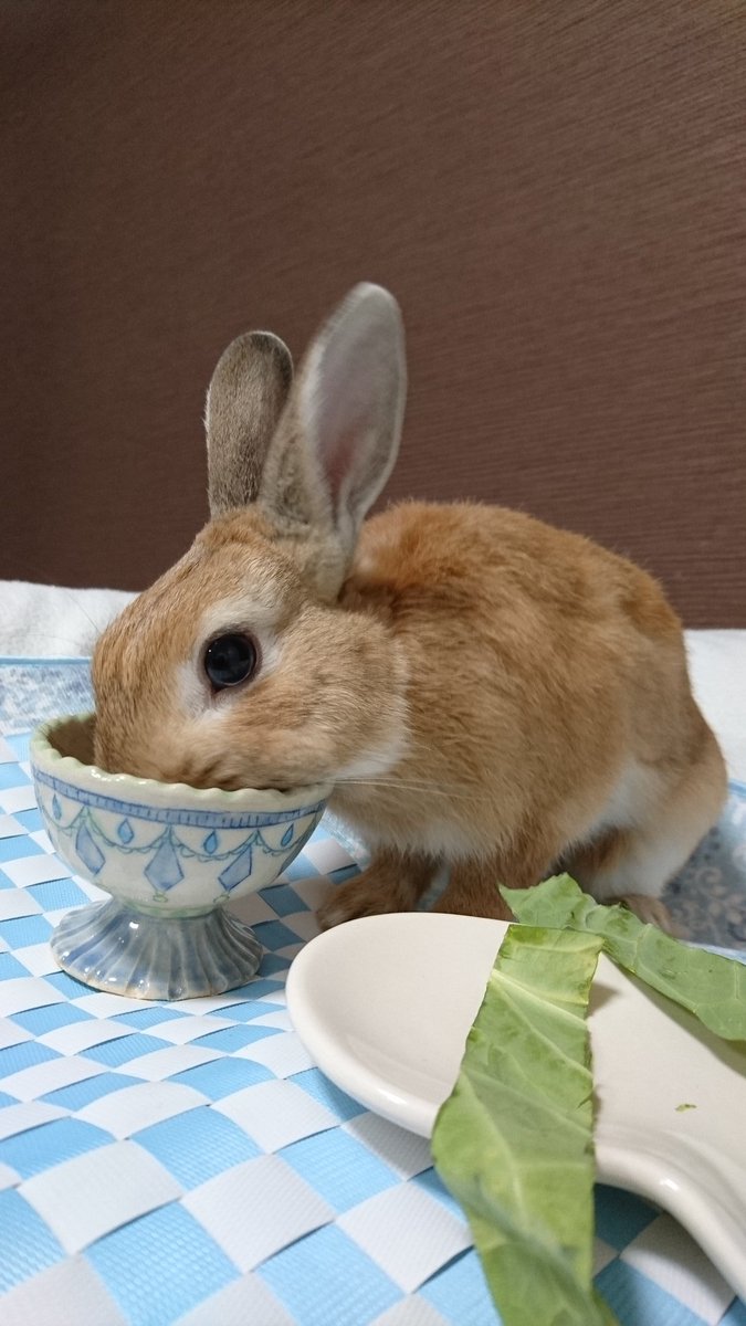 525Kazoo's tweet photo. 今日のおやつも、ケール、イタリアンパセリ、野菜チップス、乾燥りんご！
乾燥りんごを食べてるところを撮れたー。
早食いキングだから、撮るの大変。
今日も、おいしく食べられたことに感謝だね。 https://t.co/ELx8muMcB9