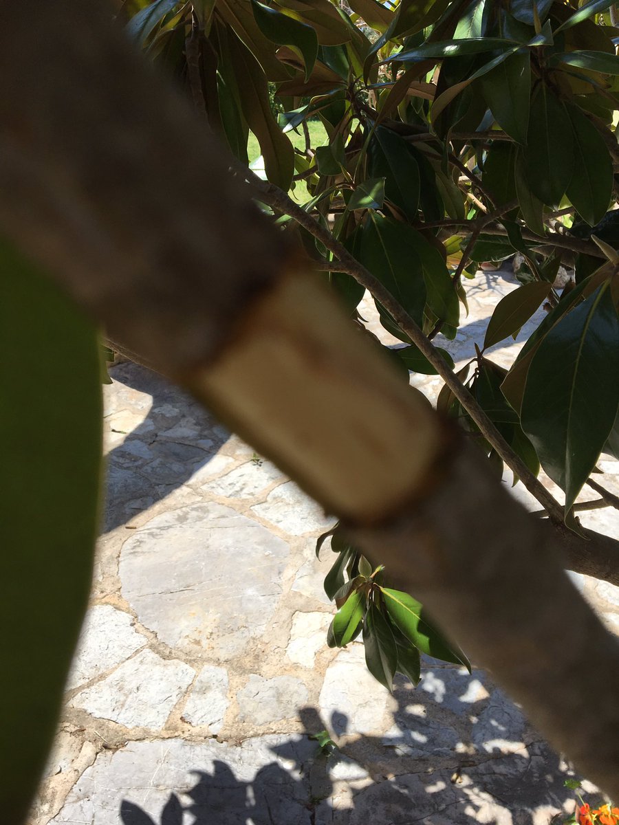 Fitoloyal's tweet image. Primer acodo aéreo!!😁😄🙏🏻💕#acodo #airlayering