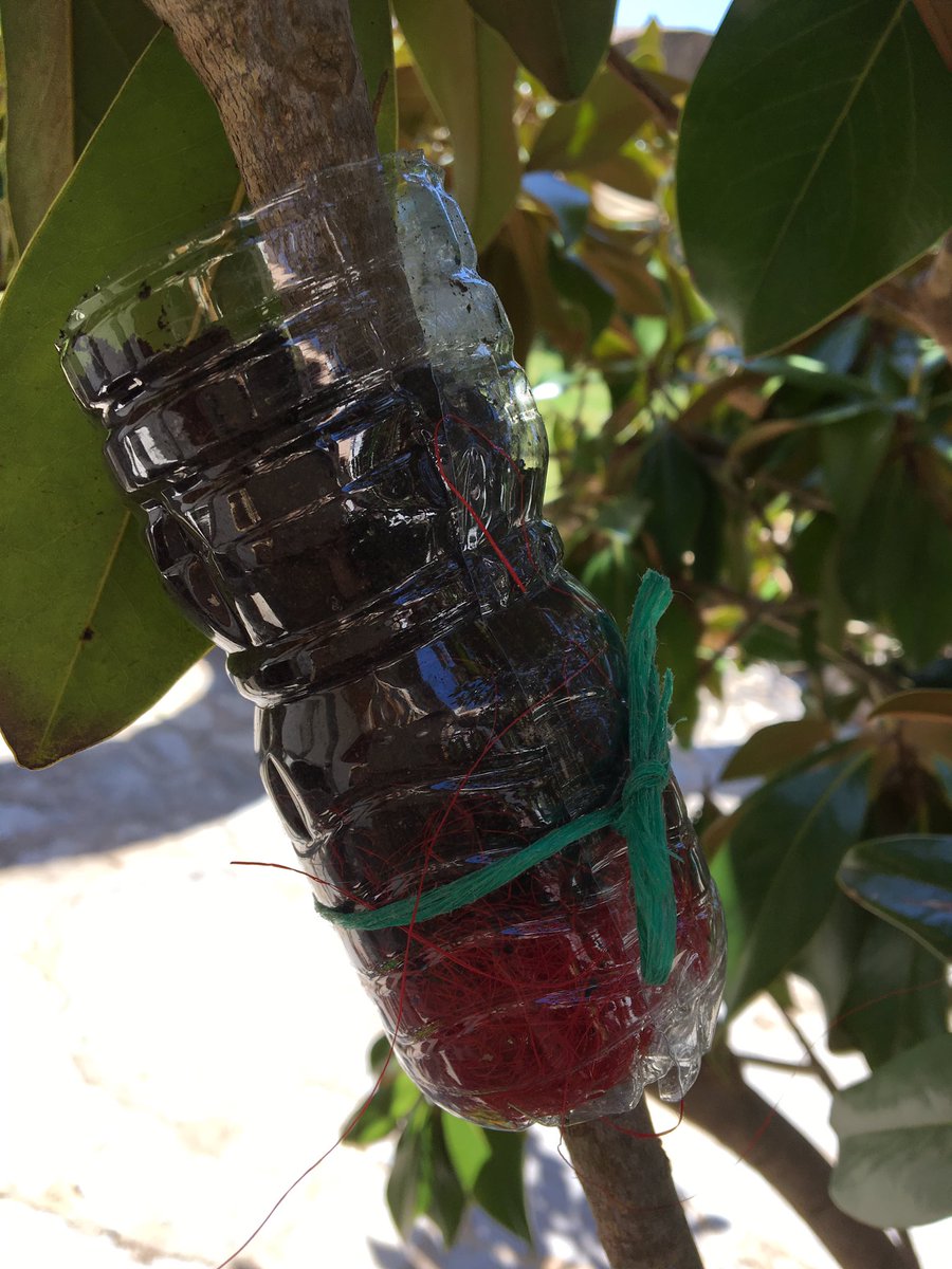 Fitoloyal's tweet image. Primer acodo aéreo!!😁😄🙏🏻💕#acodo #airlayering