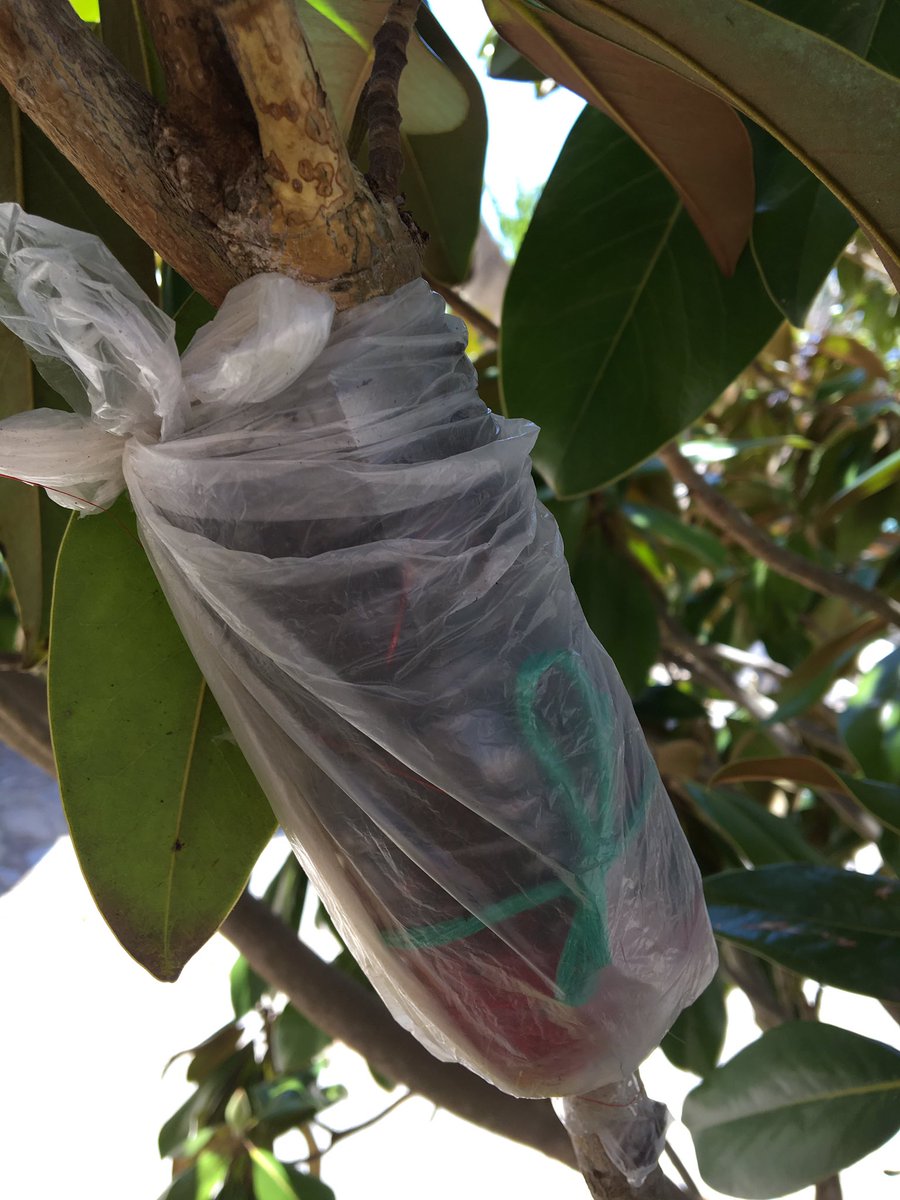 Fitoloyal's tweet image. Primer acodo aéreo!!😁😄🙏🏻💕#acodo #airlayering