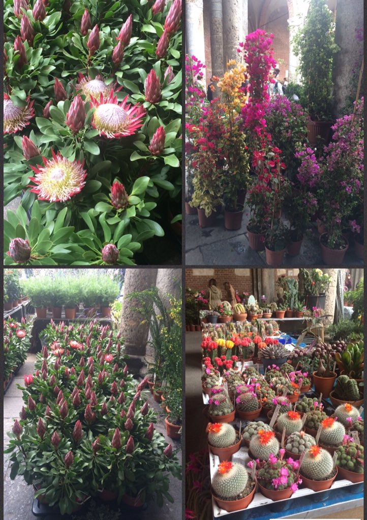 chia_r's tweet photo. Beauty and colours #SaloneDelMobile #Milano #floraetdecora https://t.co/joXk3EgTS2
