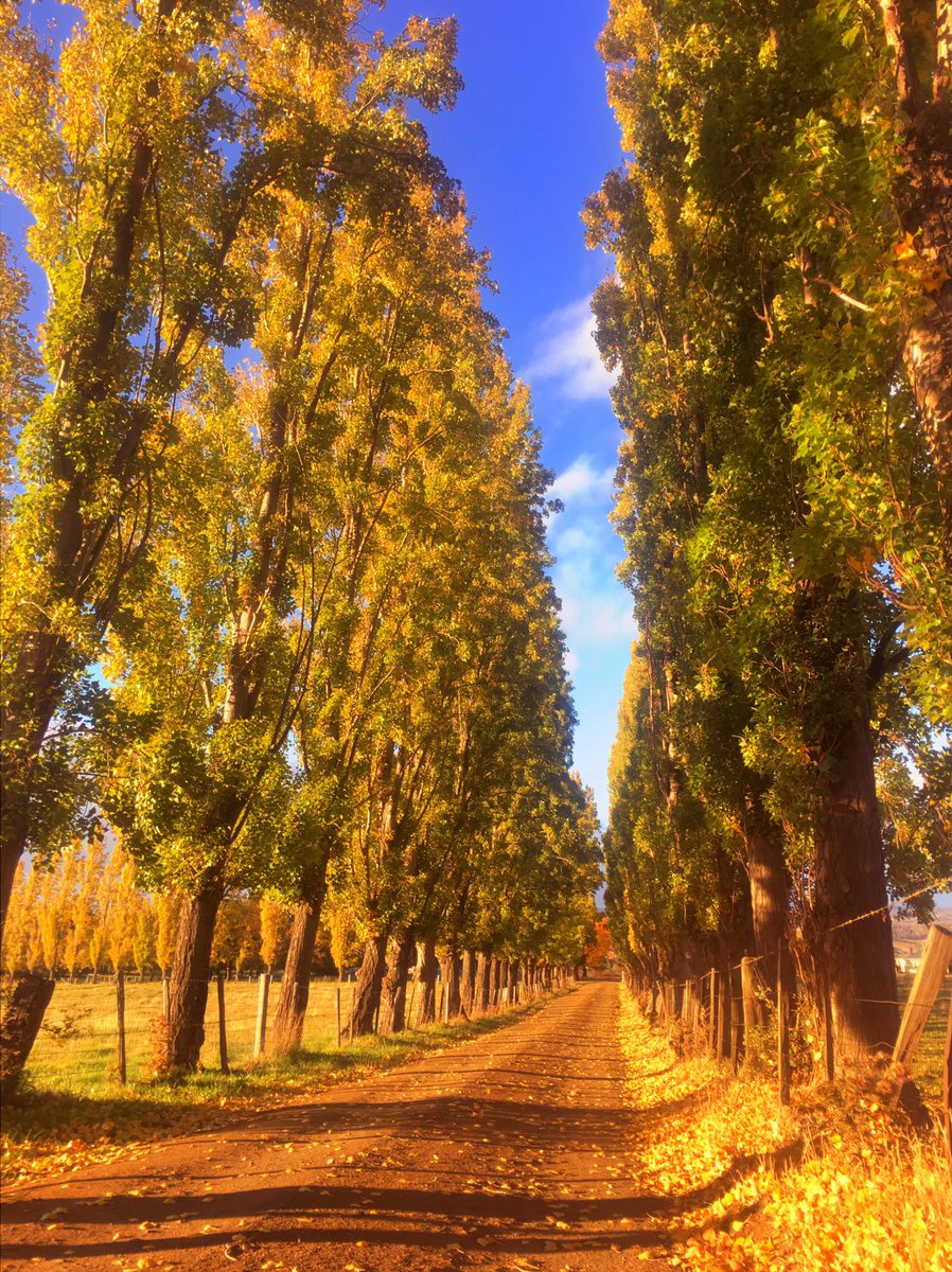 GeorgieHeartSM's tweet photo. #Autumn in #Tasmania is full of golden gorgeousness #MtFieldmeet #discovertasmania #iPhone #photography #love https://t.co/rs9wWiixbZ