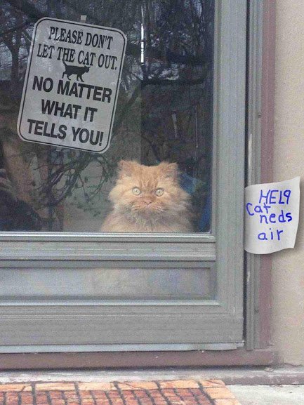 AHMalcolm's tweet photo. These characters can be tricky creatures. https://t.co/QguIsAruda #Caturday