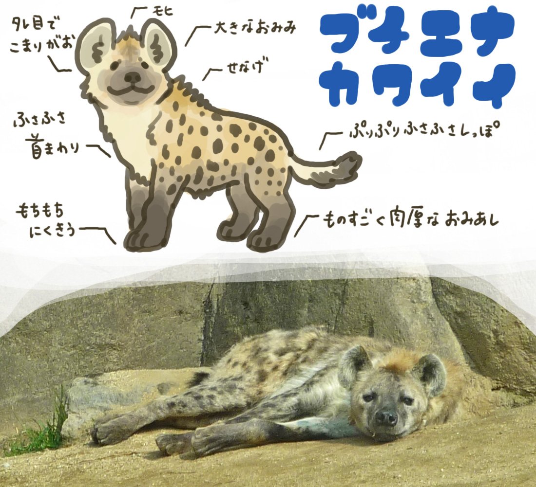 クロミ Al Twitter ブチハイエナぶちかわいい ハイエナ T Co Rmlgyp5kwt Twitter