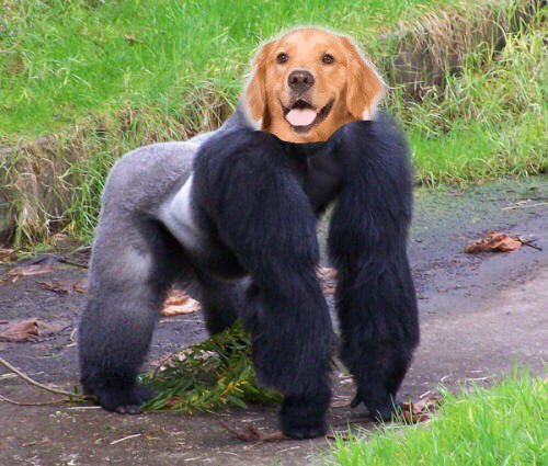 YaLocalWhiteBoy (@nohoesgeorge) on Twitter photo 