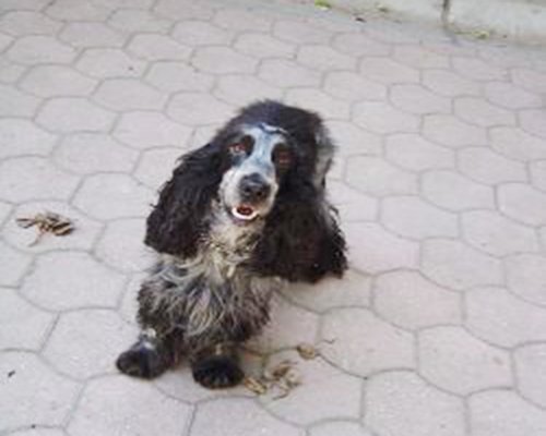 Trouvez Moi On Twitter Trouvezmoi Perdu Chien Cocker Noir