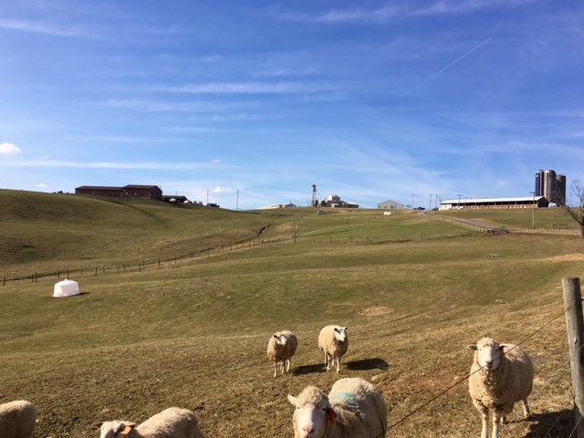 wvudavis's tweet photo. Guess what's baa-aaack? Kiddie Days at the #WVU Animal Sciences Farm! April 26-30. https://t.co/kVkSWQ99b6 https://t.co/mvPLWtDMLJ