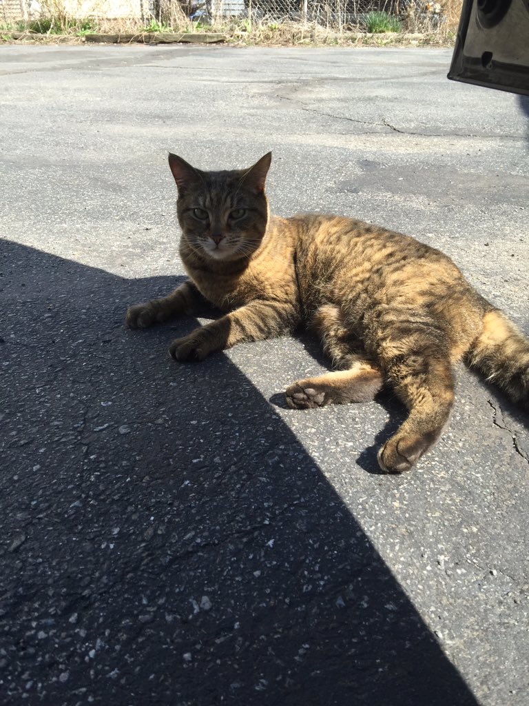 theduns's tweet photo. @theduns dolphin is on the list to go to the worcester animal rescue league! 🐈🚨 #isavecats #nothoes https://t.co/W9jhXL3Uk8