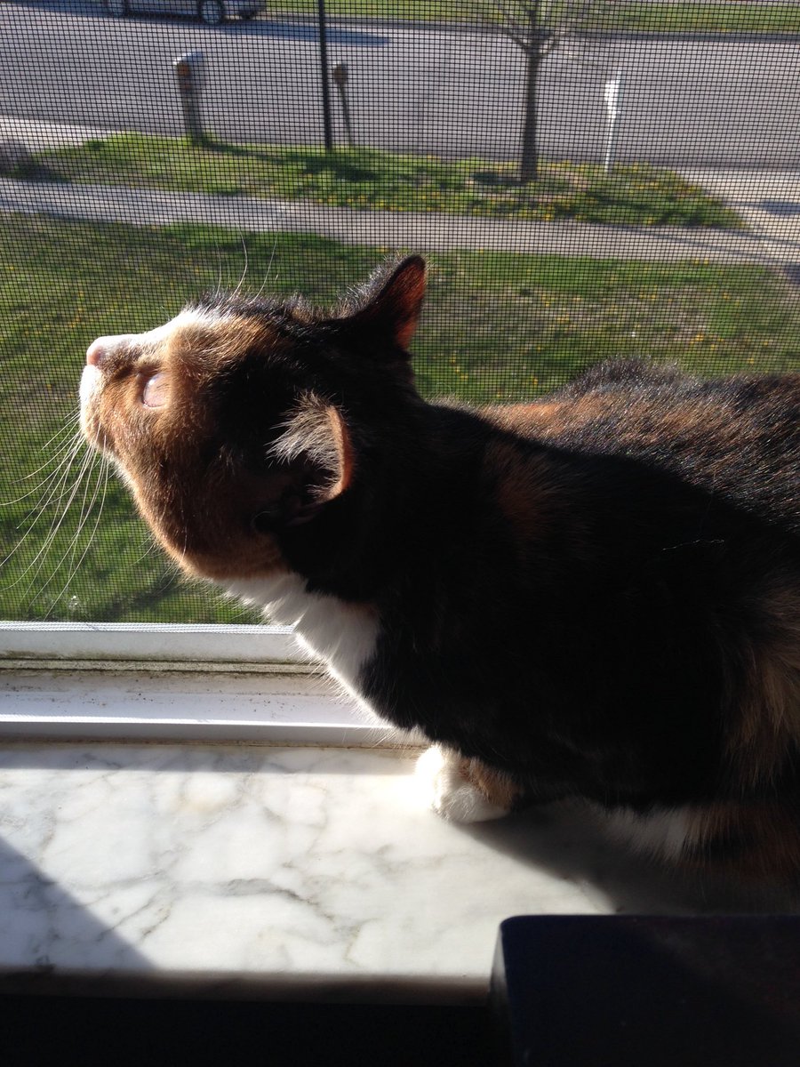 misscocobeans1's tweet photo. Happy #Caturday from Chloè!😻 #feralcat #rescuecat #AdoptDontShop #catsoftwitter https://t.co/wQt2xv3vbr