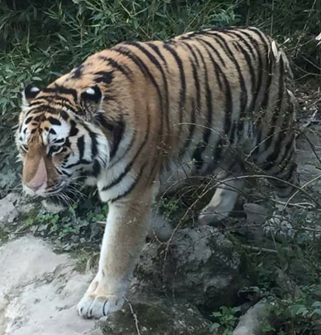 animalibiondini's tweet photo. Info animali: https://t.co/wBniDcdvp8 https://t.co/TrrYzXe1R0