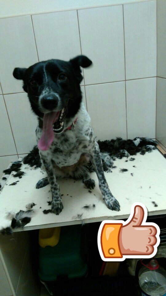 Yazlık mod için tüyler kesilir 😉 (at <a href="/Vet_Team/">VetTeam Veteriner</a> Veteriner Kliniği in İstanbul, Şişli) swarmapp.com/c/biH4vRlxaQY