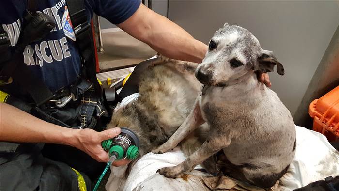 TODAYshow's tweet photo. Firefighters rescue 33 dogs found 'gasping for air' in house fire https://t.co/NcC0ILufcW https://t.co/C1ChbOLAhN