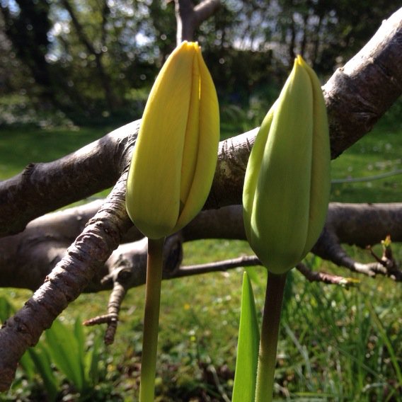 Silken tulips rising boldly