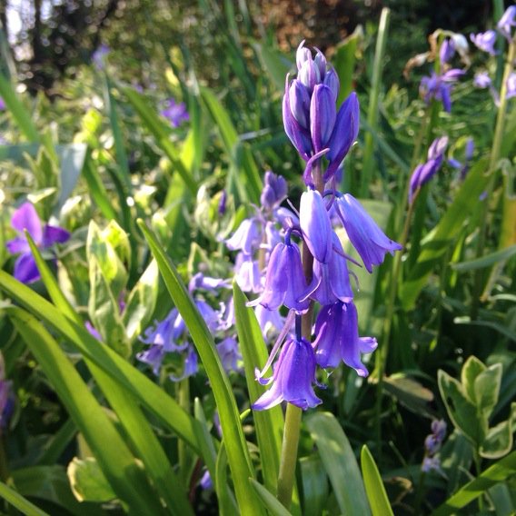 The blue! The bluebells are here