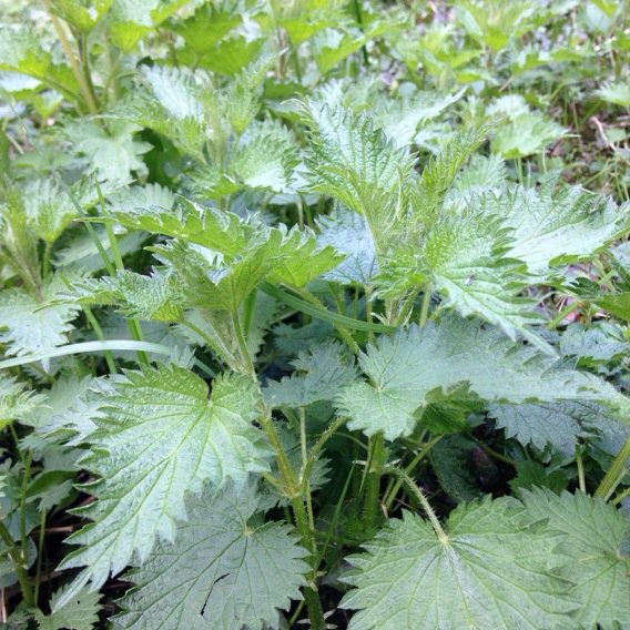 Nettles! Beautiful soups to come ...