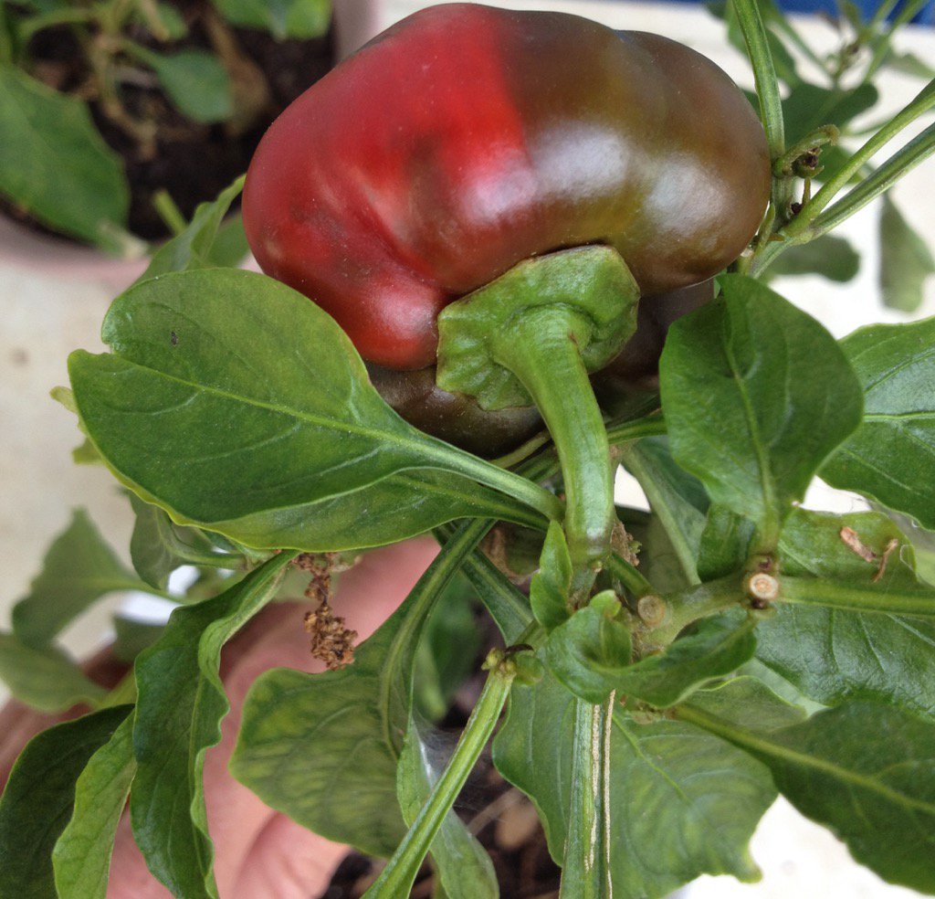 Welcome Home Bistro (@personalchefc) on Twitter photo 