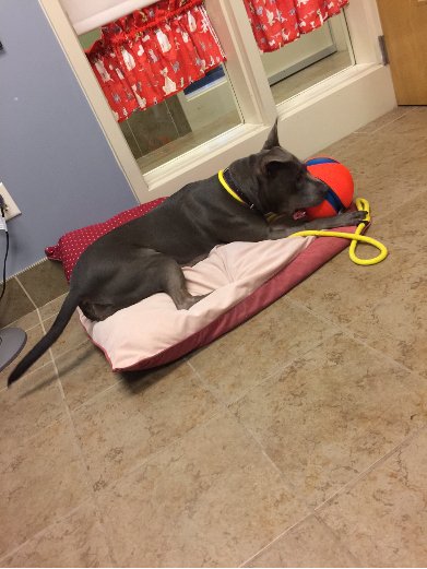 AdoptAAHSDuluth's tweet photo. Adoptable #dog #Ripley_AAHSMN_01 Playing is my favorite past time. https://t.co/amoGEybv6I https://t.co/Ak6SWvImR4