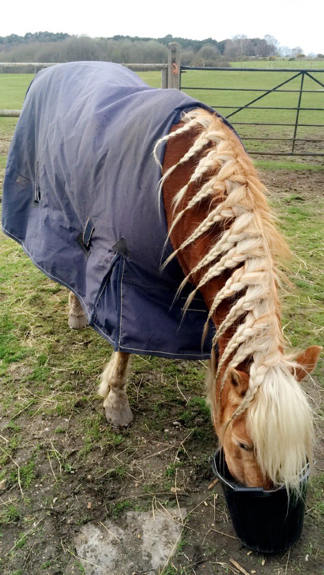 trinitybarber00's tweet photo. Good day out riding 🐴 https://t.co/pfeFu9fA6Q