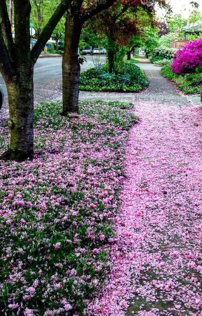 MT: @SuzannLaGrande Seen on my walk: the pink path of #Spring in Portland! #Cherryblossom #PDX