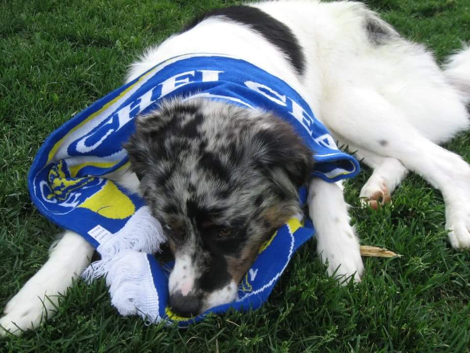 Surlyiously's tweet image. Oslo Loves CFC!!!  #BPLonNBC #ChelseaFC