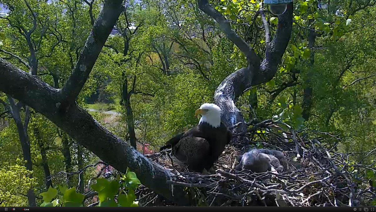 enriquesgirl's tweet image. Mr,P spending some quality time with te kdis #weekenddad #dceaglecam  eagles.org taken with cam B