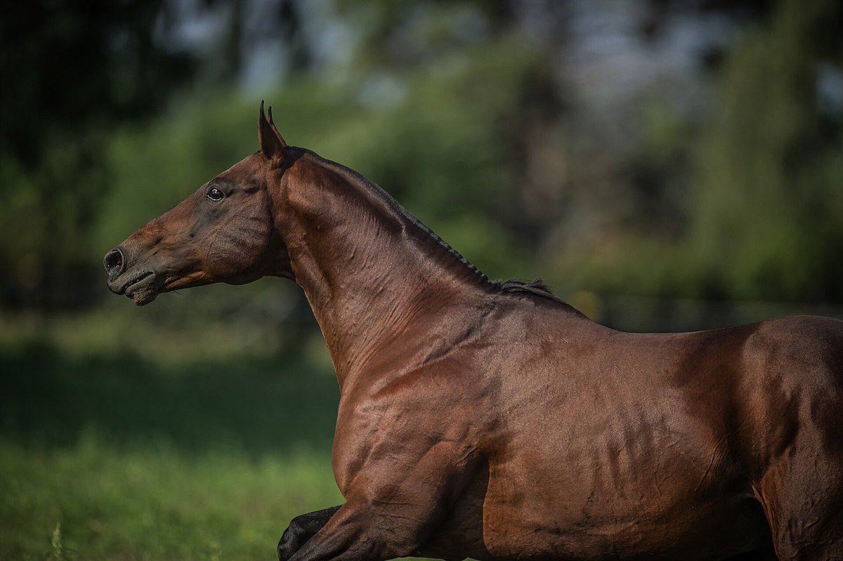 Do El Milagro (Tortuga y Wainscot) reúne dos las mejores líneas de sangre de <a href="/losmachitospolo/">Los Machitos Polo</a> padrillo nuevo.