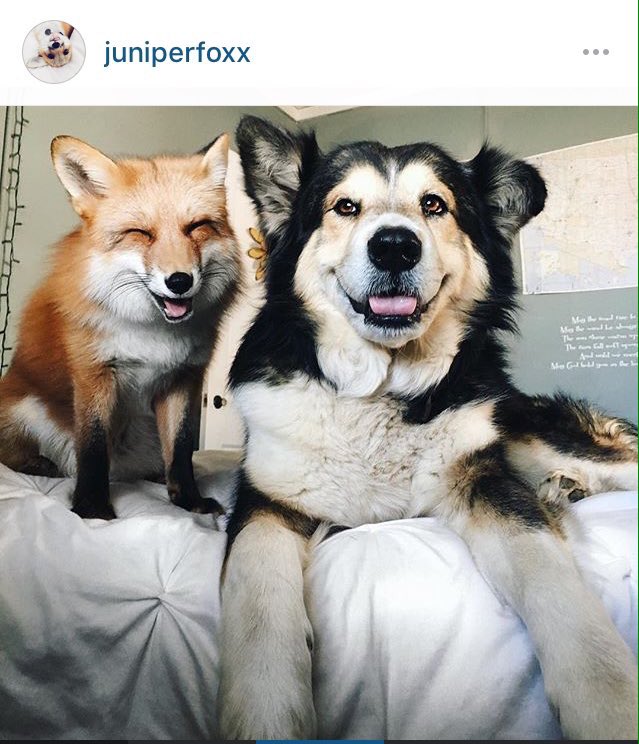 CollinThink's tweet image. If I ever settle down in America I will get a pet fox and a dog.