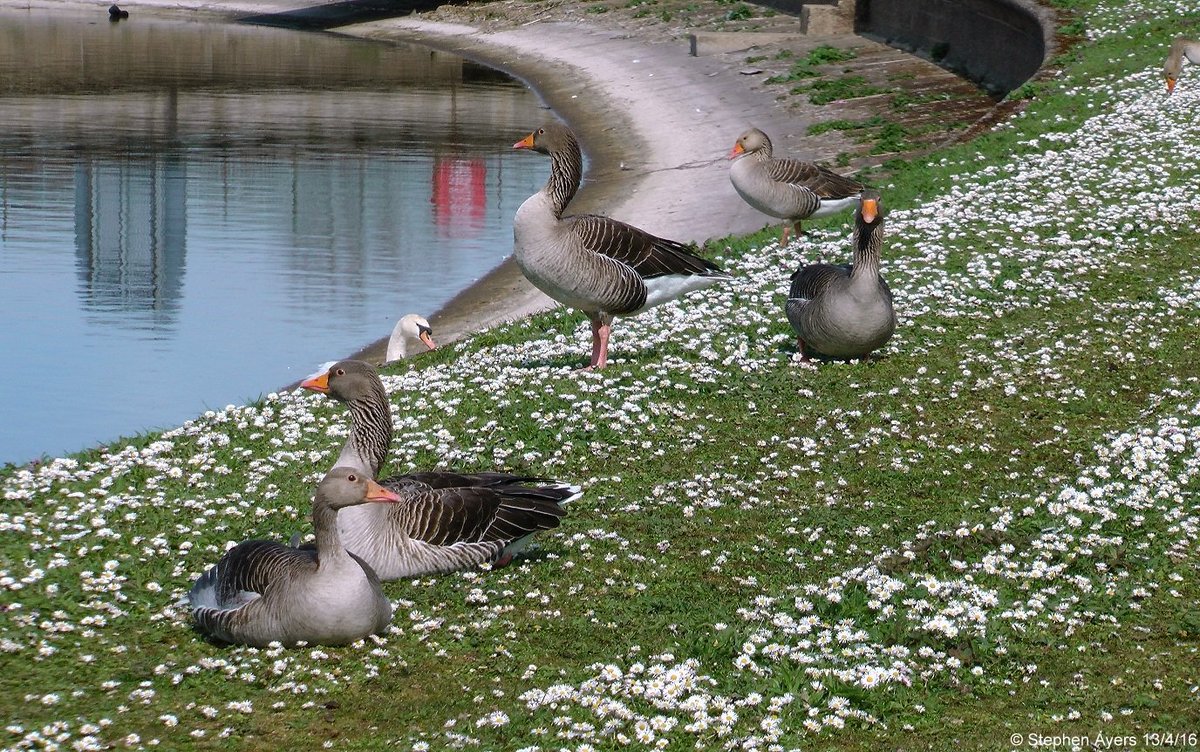 Walthamsteve's tweet image. Daisies by East Warwick Reservoir (named after Countess 'Daisy' Warwick) at @WildWalthamstow #Walthamstow #Wetlands