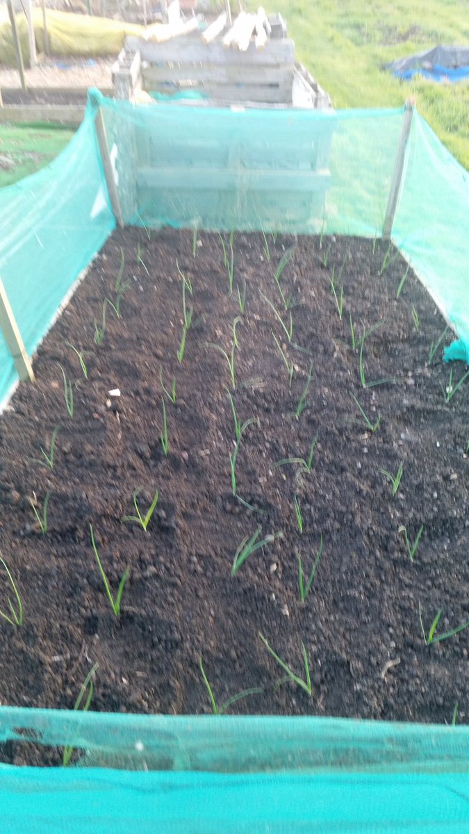 Onions planted ! Grown from seed. Happy times