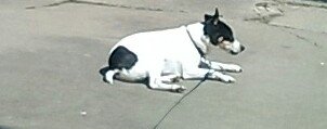 jbwiu's tweet image. Sun or shade #dogdecisions