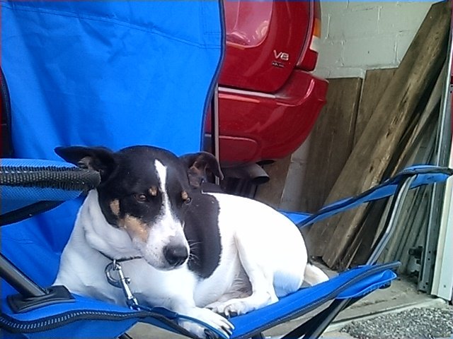 jbwiu's tweet image. Sun or shade #dogdecisions