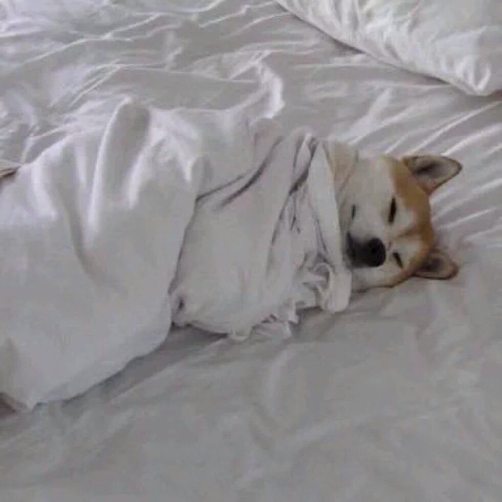 TFM_Fareway's tweet photo. When you get the day off and can sleep in all day https://t.co/FdswQYGEE5