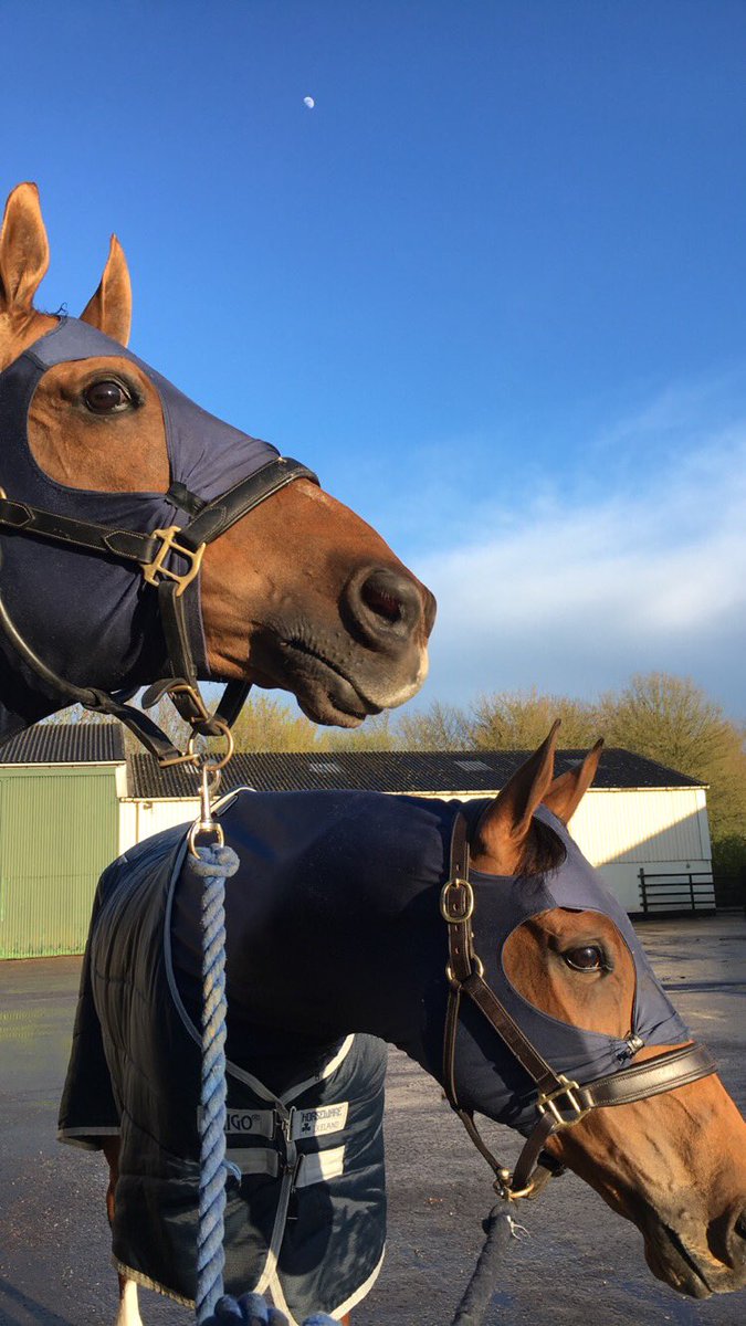 CollettEventing's tweet photo. Grand Manoeuvre and Pamero looking gorgeous having a walk around the lovely yard we are staying at 💞😊🐴 https://t.co/1ATc6bd8l6