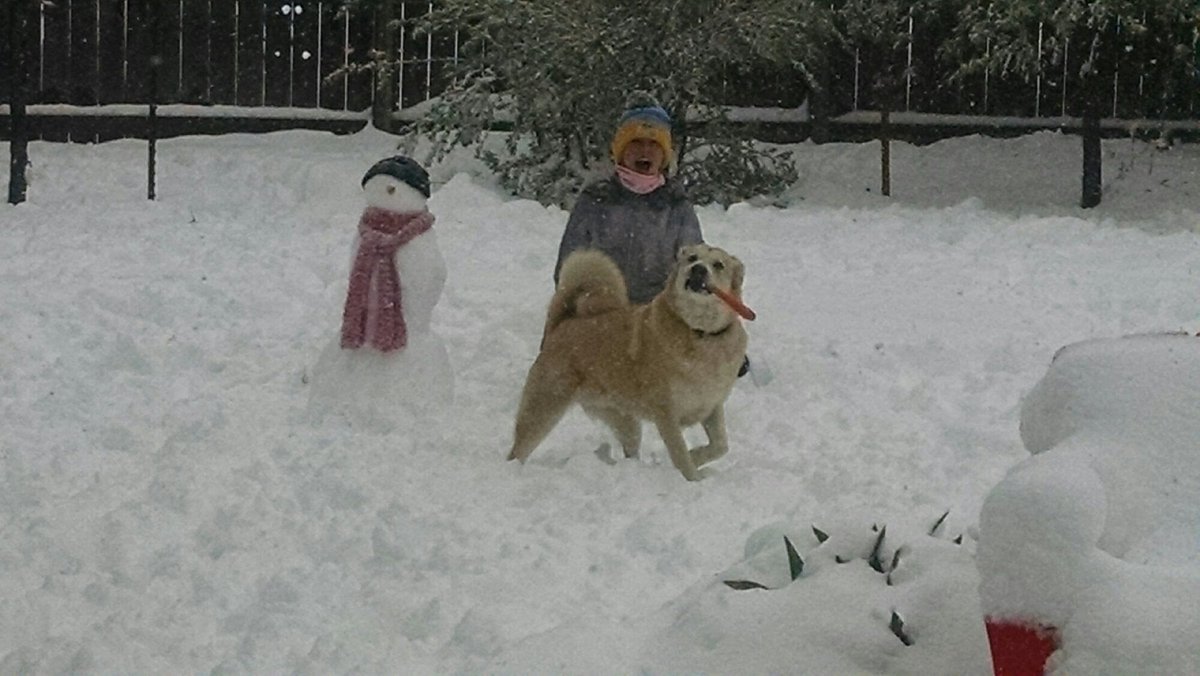 RobLowTV's tweet image. Uh oh. Harley stole Clyde&apos;s nose. Love Emma&apos;s reaction. #COWX @kdvr @channel2kwgn