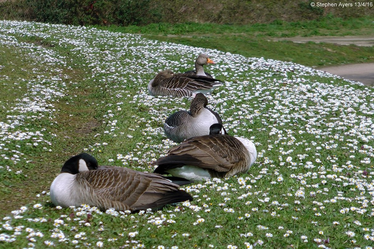 Walthamsteve's tweet image. Daisies aside the reservoir named after Countess "Daisy, Daisy" Warwick at #Walthamstow #Wetlands @WildWalthamstow