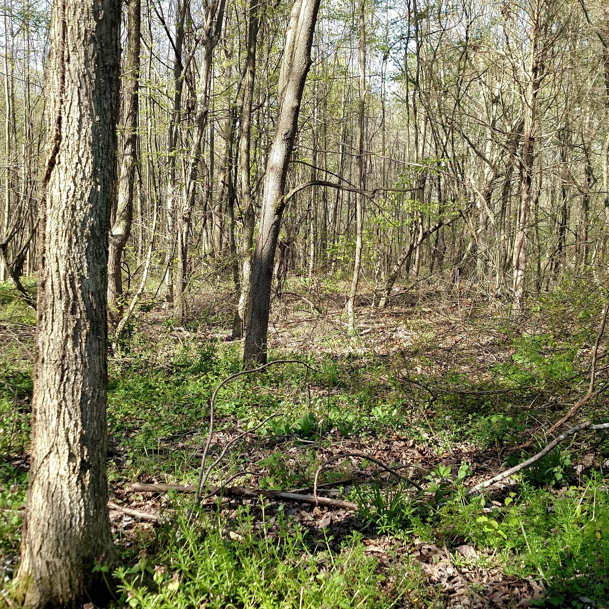 BucksandBeardsO's tweet photo. Afternoon turkey hunting here in Kentucky. https://t.co/jzbJcN7iY0