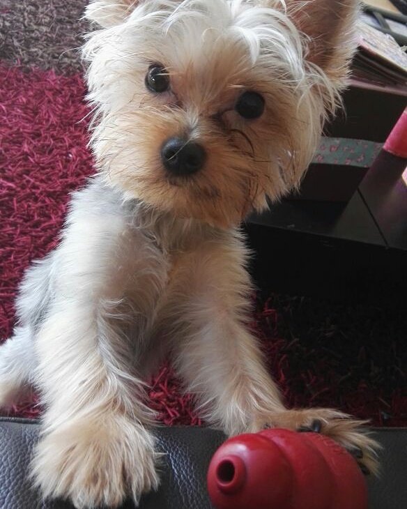 PalomaFiuza_1's tweet photo. Por DIOS que belleza de perrito más lindo, hermoso, querido, bello y obediente que ya va a cumplir 1 añito!!! 🎉🎊🎂 https://t.co/aGYQmqNYF1